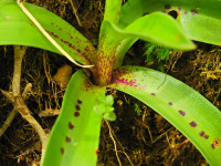 Orchis mascula