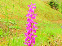 Orchis mascula