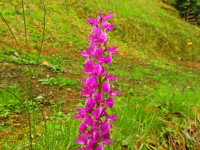 Orchis mascula