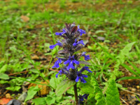 Ajuga reptans