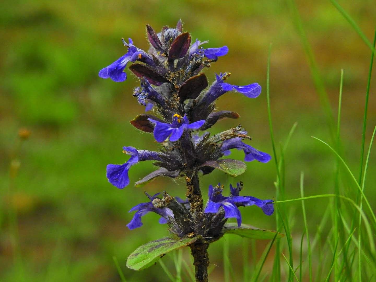 Ajuga reptans