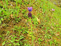 Muscari comosum