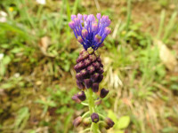 Muscari comosum