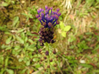 Muscari comosum