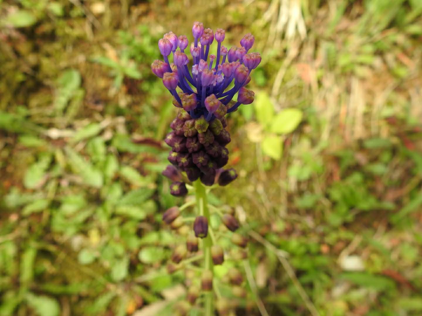 Muscari comosum