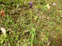 Muscari comosum