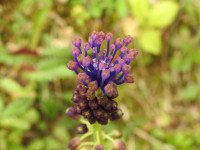 Muscari comosum