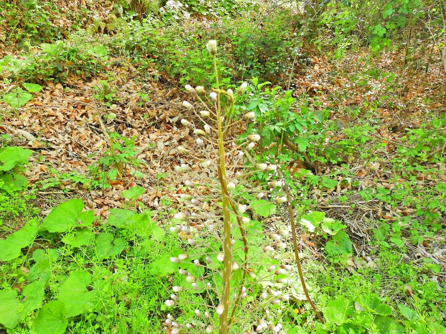 Petasites albus