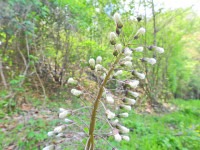 Petasites albus