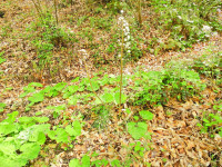 Petasites albus