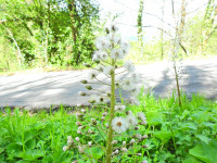 Petasites albus