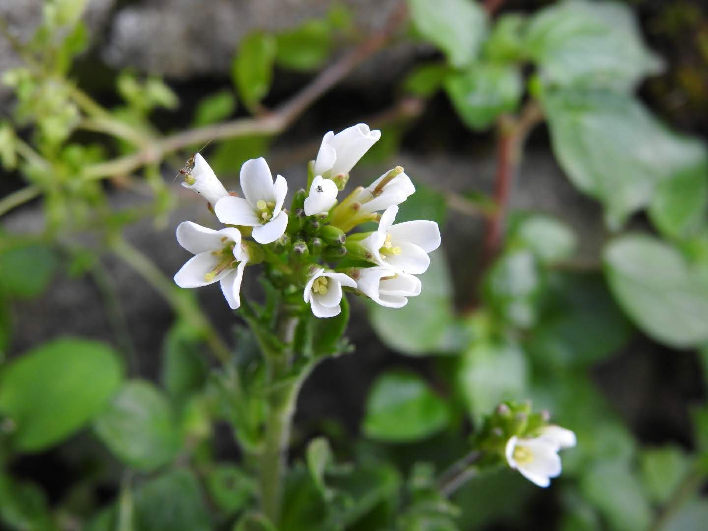 Arabis collina