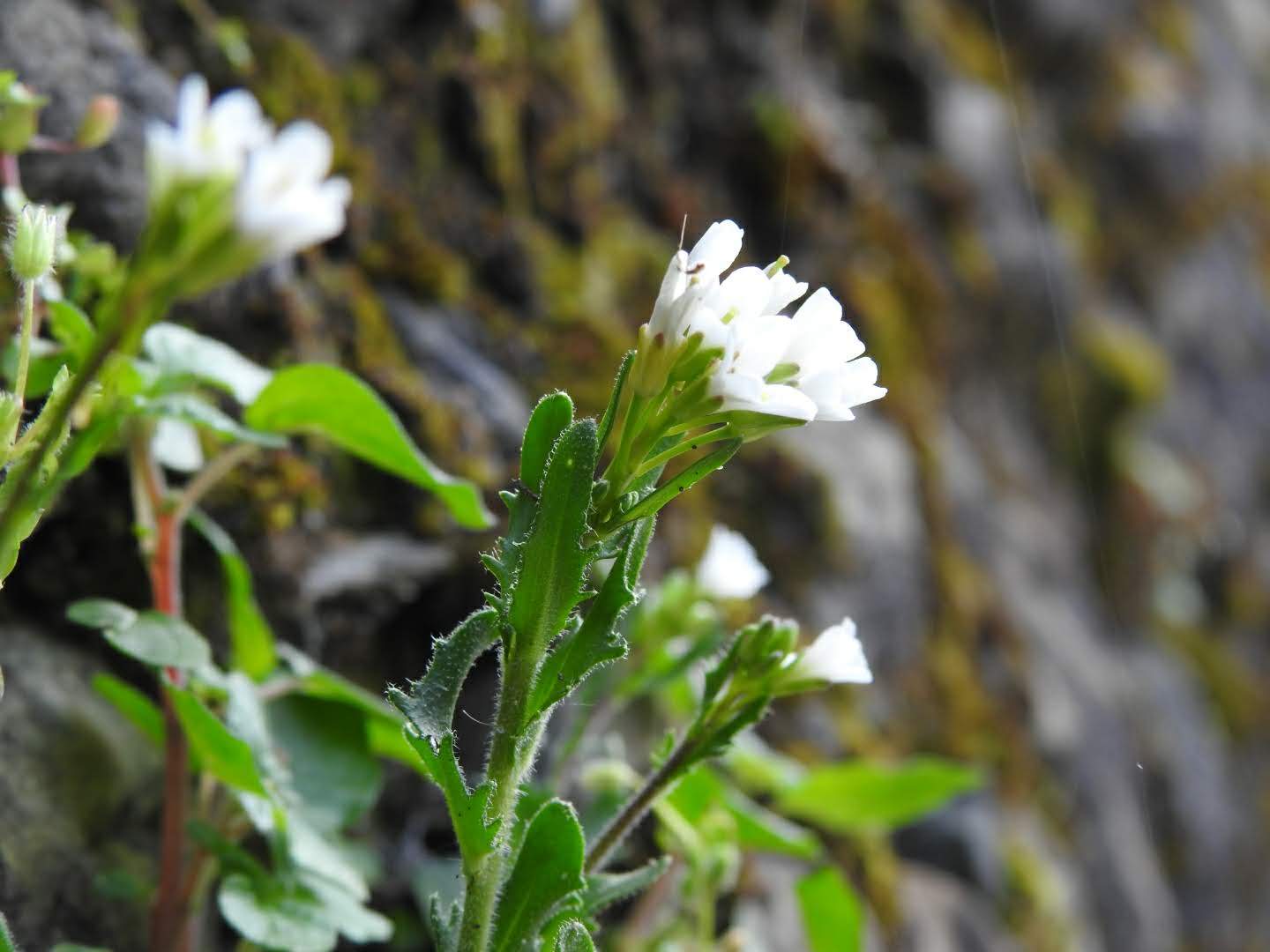 Arabis collina