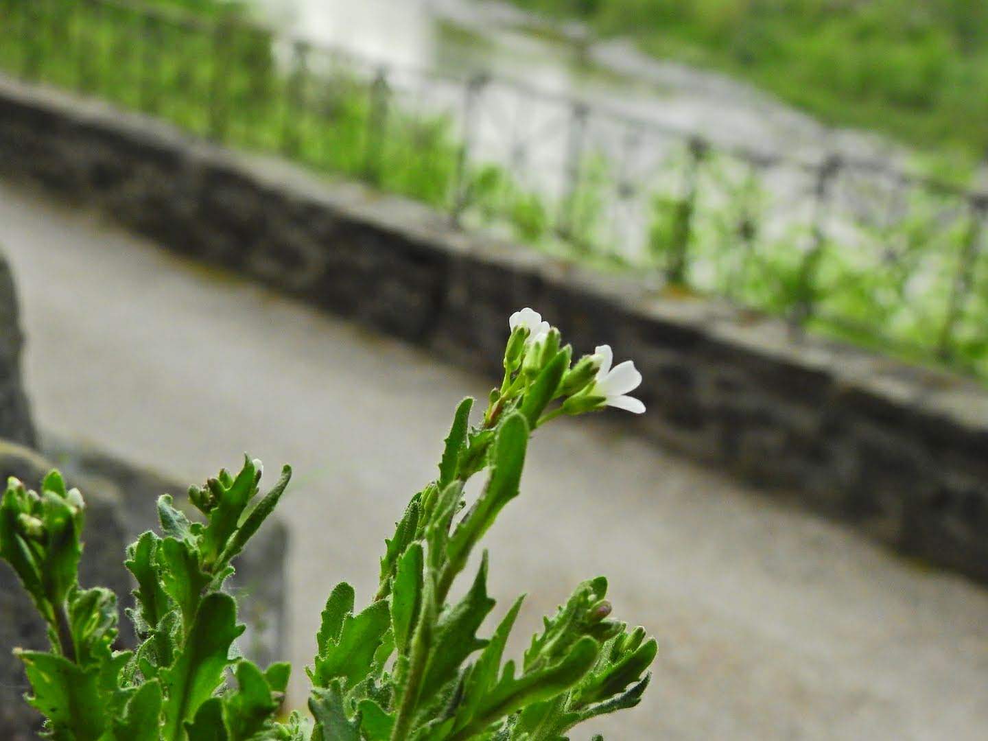 Arabis collina