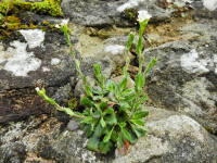 Arabis collina