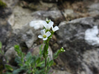 Arabis collina