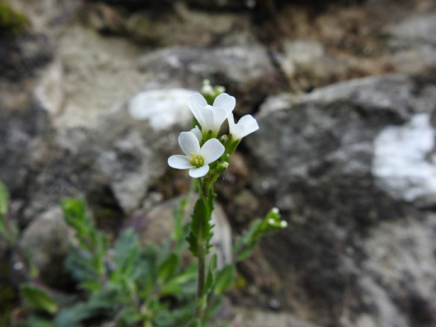 Arabis collina