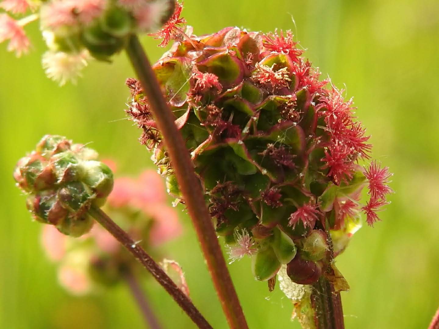 Poterium sanguisorba