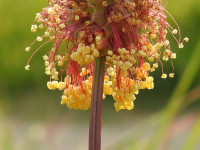 Poterium sanguisorba