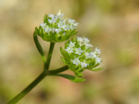 Valerianella carinata