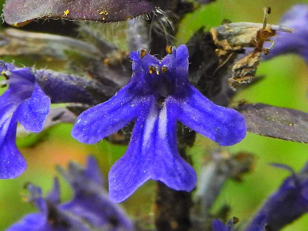 Ajuga reptans