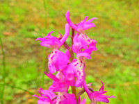 Orchis mascula