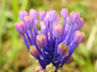 Muscari comosum