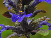 Ajuga reptans
