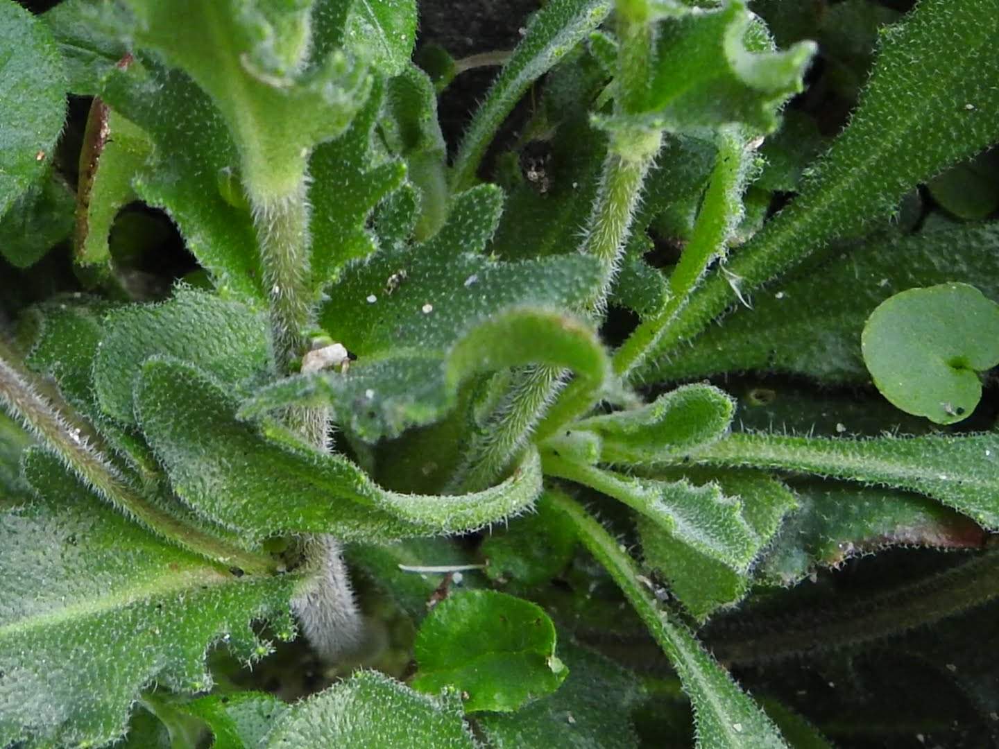 Arabis collina