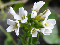 Arabis collina