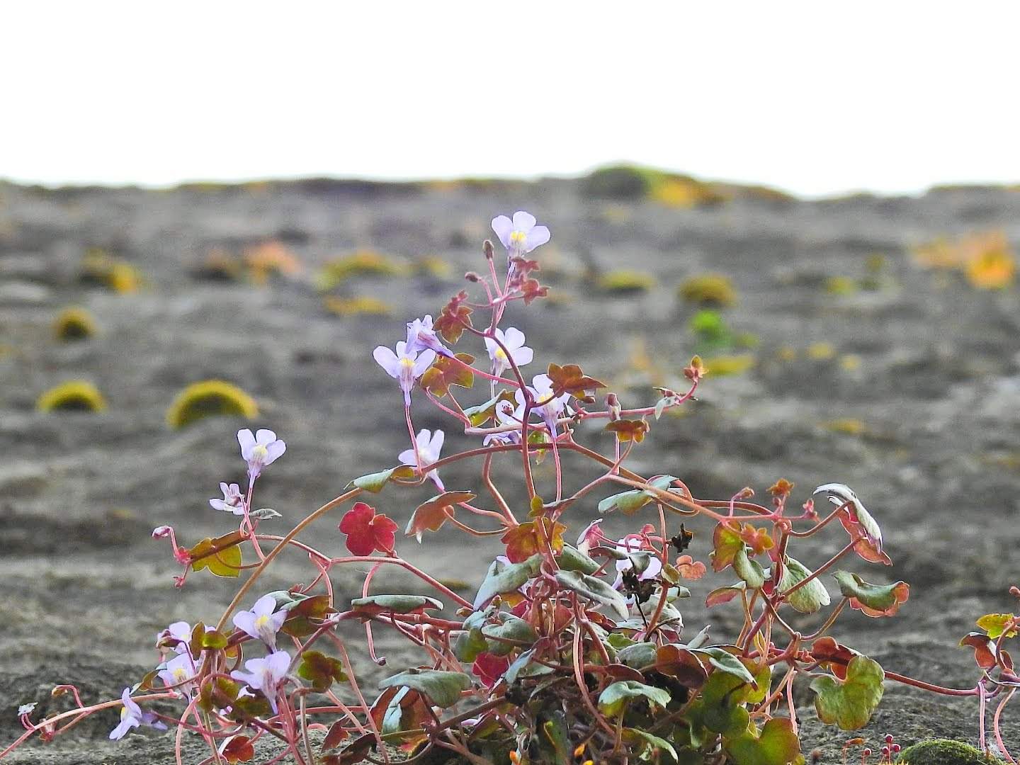 Cymbalaria muralis