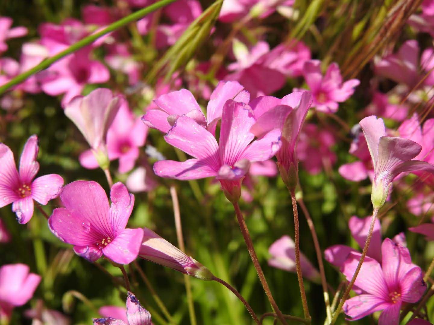 Oxalis debilis