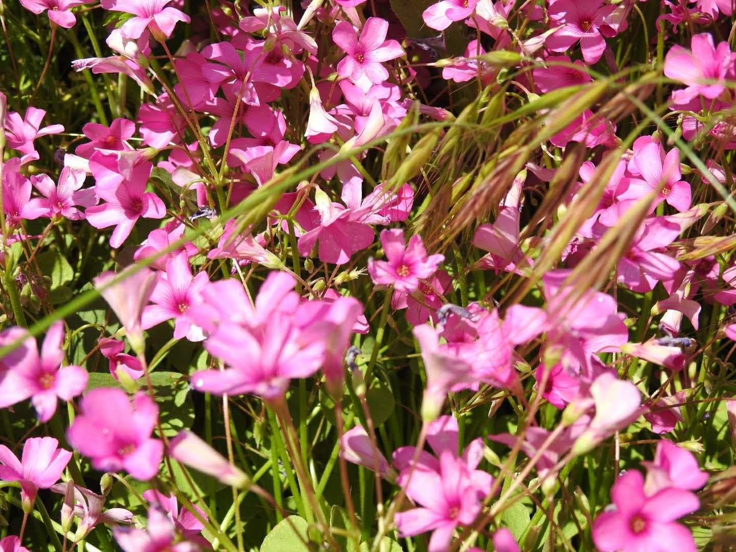 Oxalis debilis