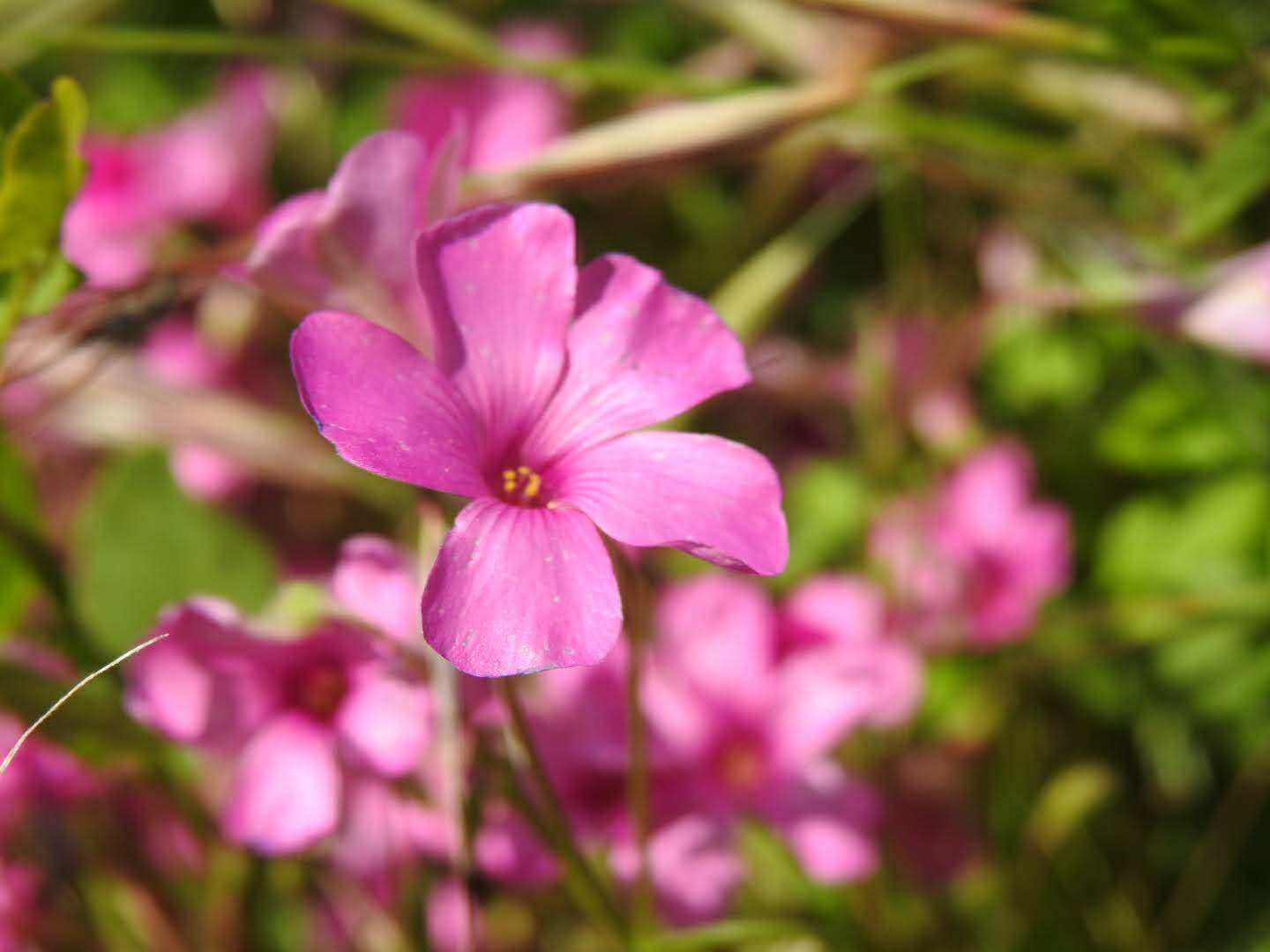 Oxalis debilis