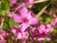 Oxalis debilis