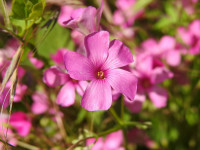 Oxalis debilis