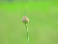 Allium ampeloprasum