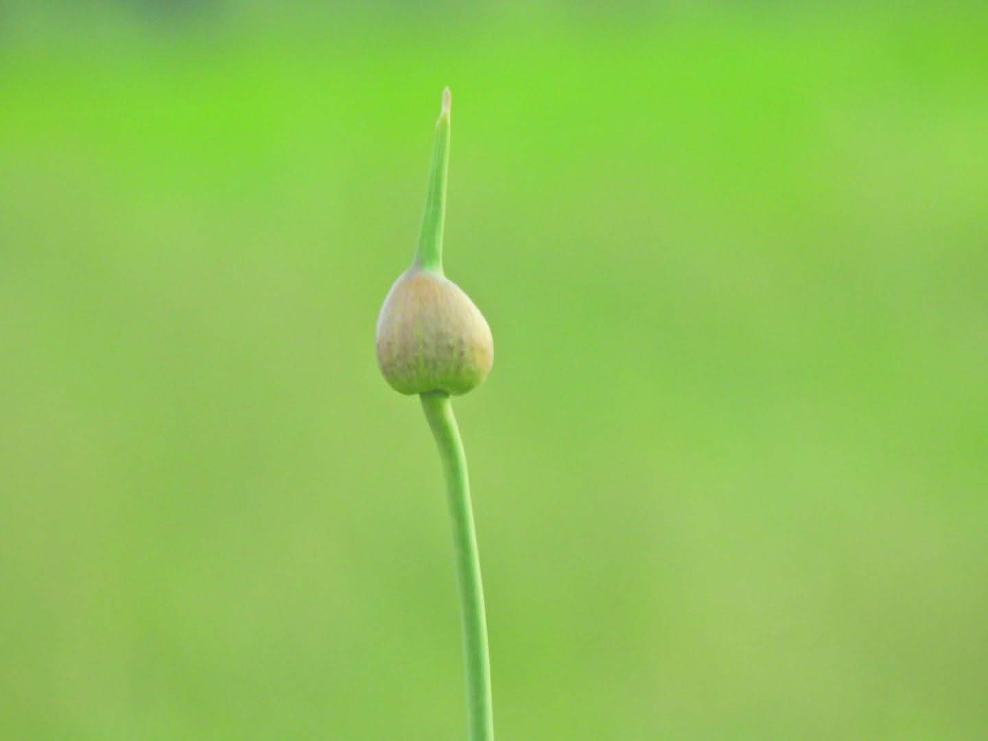 Allium ampeloprasum