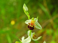 Ophrys apifera