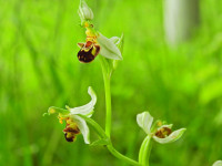 Ophrys apifera