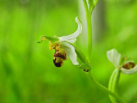 Ophrys apifera