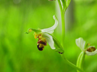 Ophrys apifera