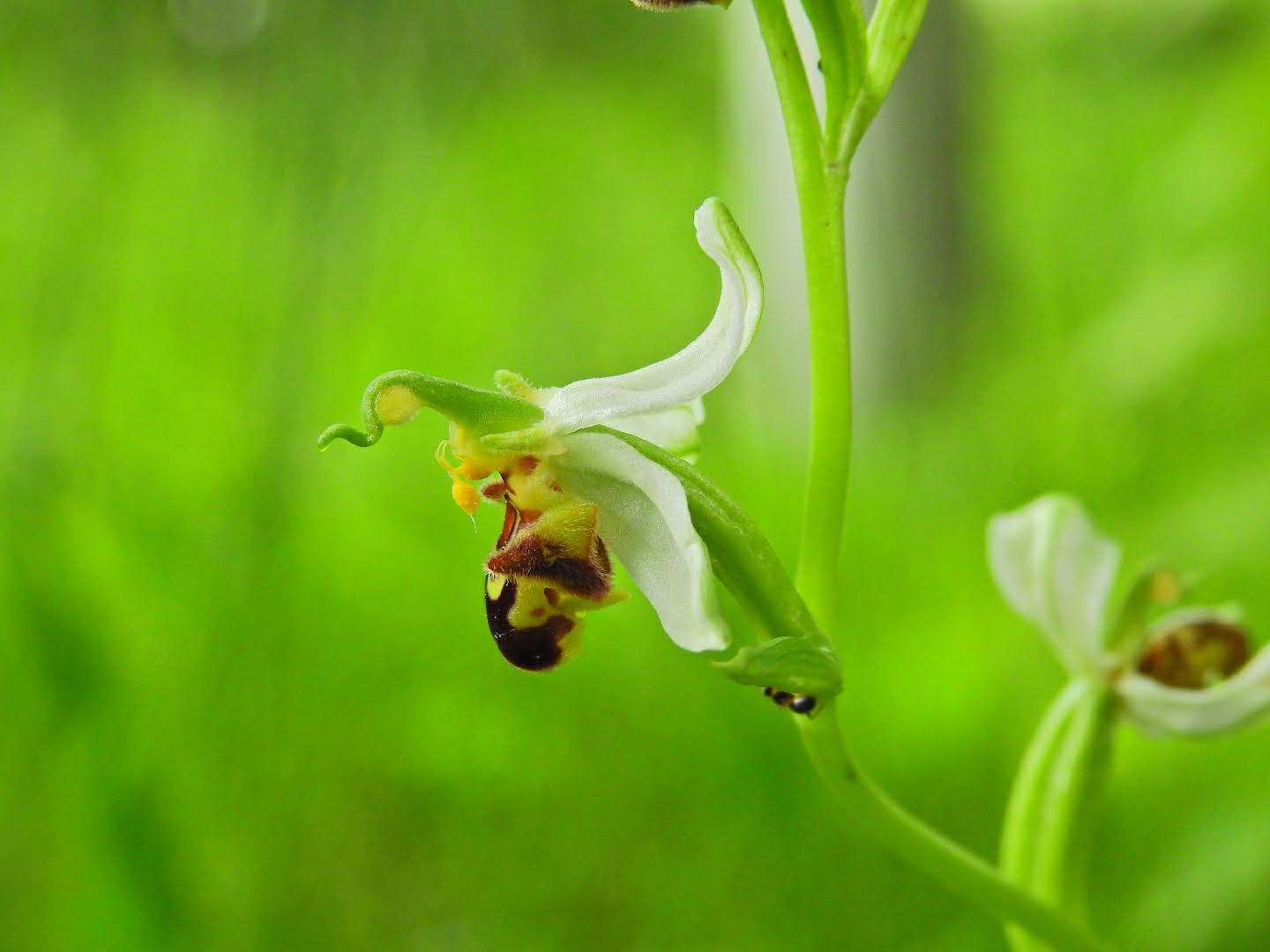 Ophrys apifera