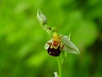 Ophrys apifera