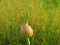 Allium ampeloprasum
