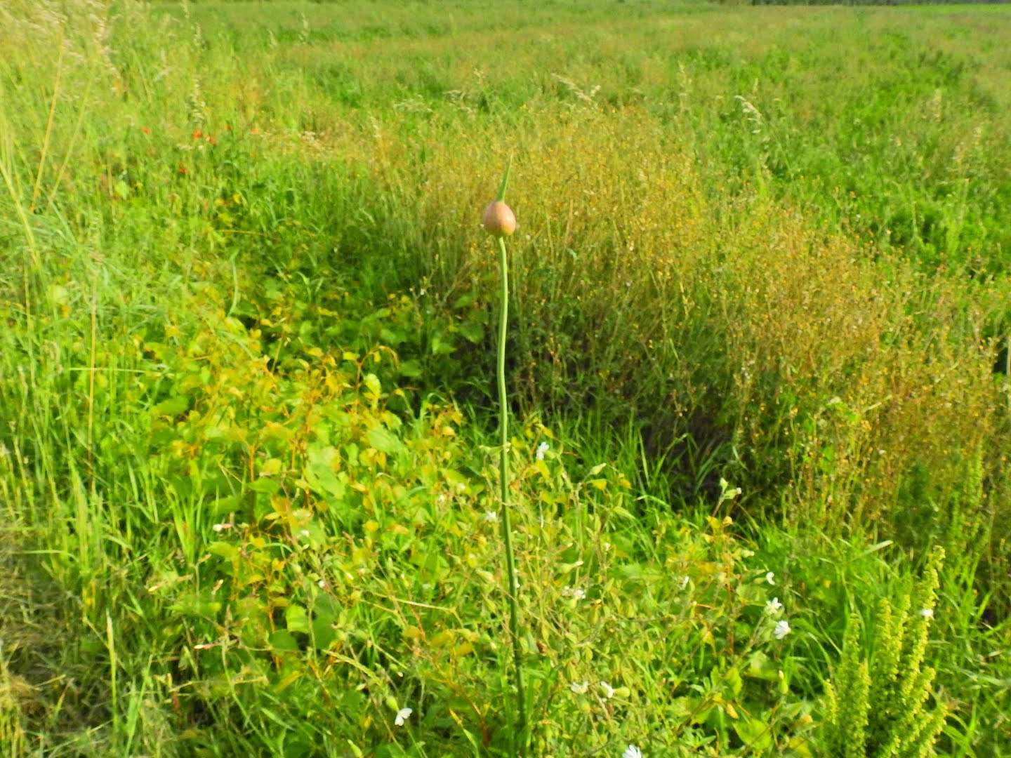 Allium ampeloprasum