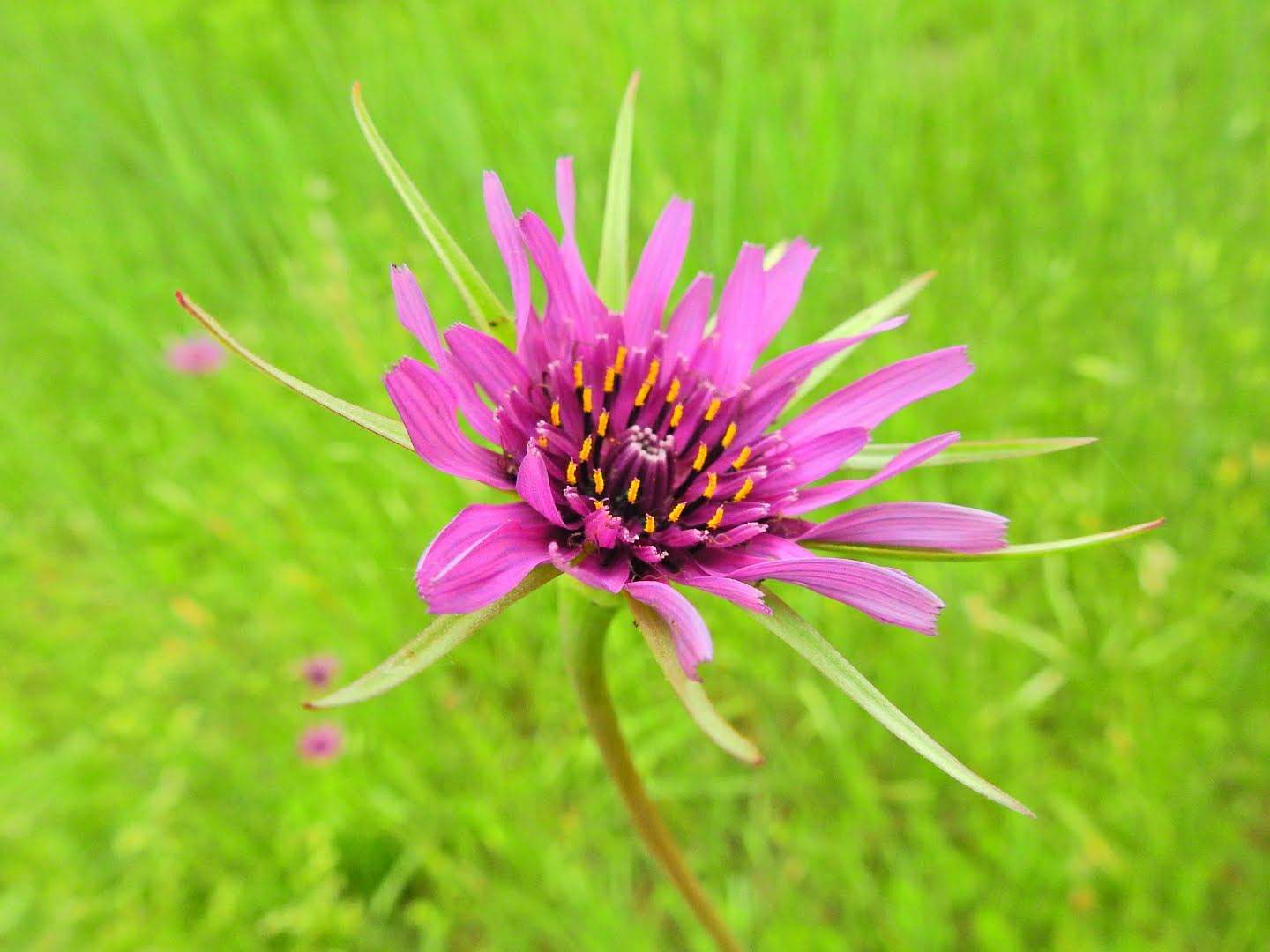 Tragopogon porrifolius