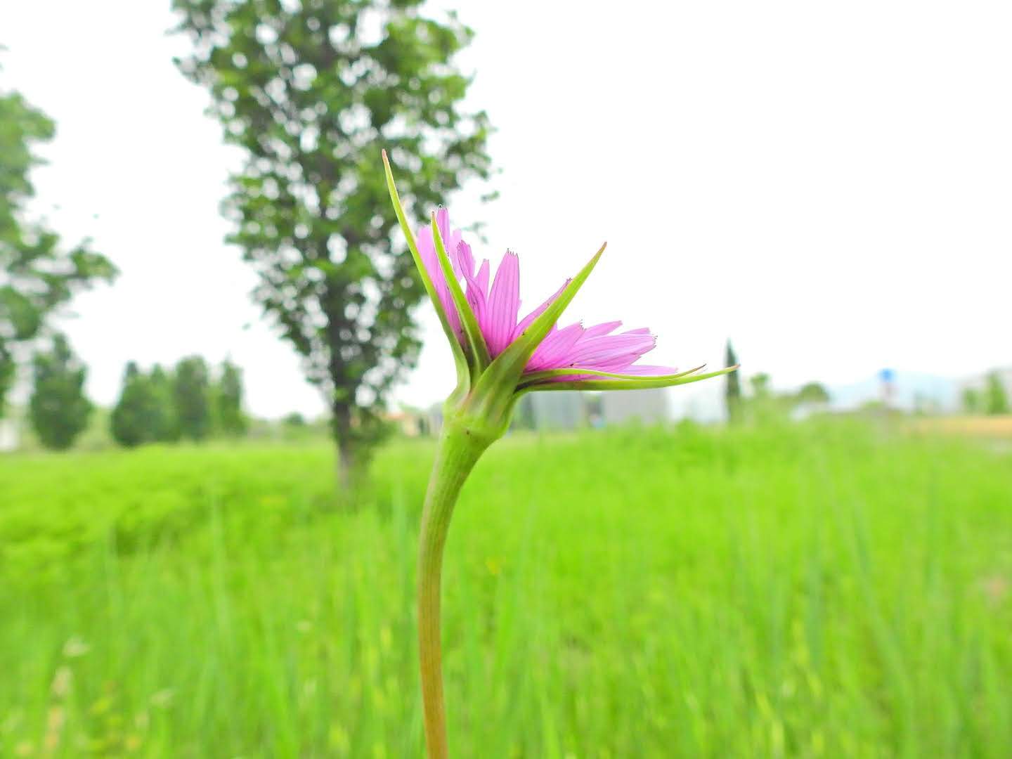 Tragopogon porrifolius