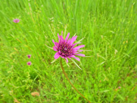 Tragopogon porrifolius