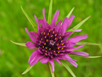 Tragopogon porrifolius